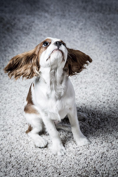 Why Should I Have My Carpets Cleaned?